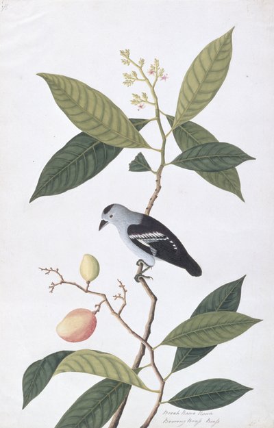 Booah Nawa Hawa, from Drawings of Birds from Malacca, c.1805-18 by Chinese School