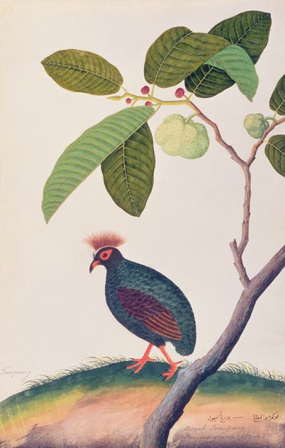 Booah Tumpang, from Drawings of Birds from Malacca, c.1805-18 by Chinese School