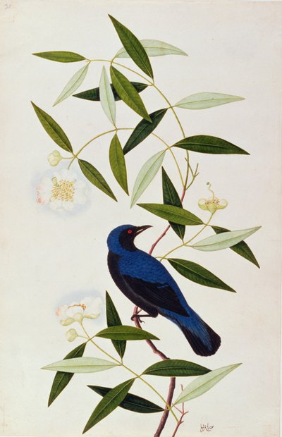 Boorah Farleeh, from Drawings of Birds from Malacca, c.1805-18 by Chinese School