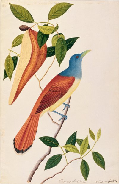 Boorong Seli-ah, from Drawings of Birds from Malacca, c.1805-18 by Chinese School
