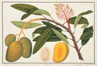 Buihang Mangifera, from Drawings of Plants from Malacca, c.1805-18 by Chinese School