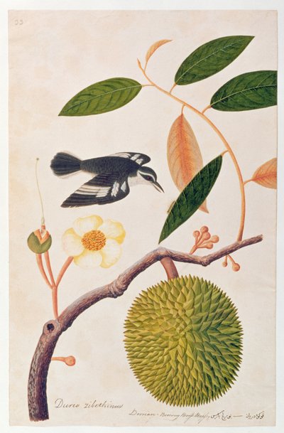 Durie zibethinus, Dorrian or Boorong Brass Brass, from Drawings of Birds from Malacca, c.1805-18 by Chinese School