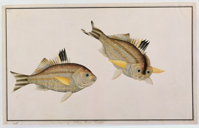 Eekan King-kerong, from Drawings of Fishes from Malacca, c.1805-18 by Chinese School