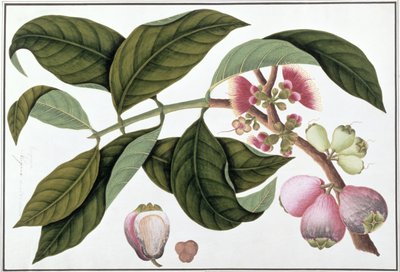 Eugenia or Jamboo Teloie poote, from Drawings of Plants from Malacca, c.1805-18 by Chinese School