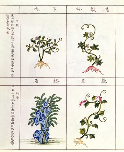 Four Plants from a Pen Tsao, a Collection of Medicinal Plants, 18th-19th Century by Chinese School
