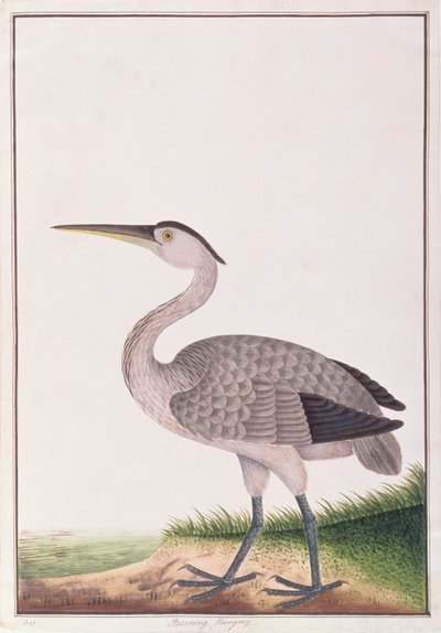 Grey Heron, from Drawings of Birds from Malacca, c.1805-18 by Chinese School