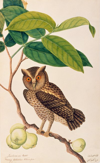 Jambooai-eri Pootih, Boorong Ketamboo Ketampin, from Drawings of Birds from Malacca, c.1805-18 by Chinese School