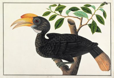 Ke ke, from Drawings of Birds from Malacca, c.1805-18 by Chinese School