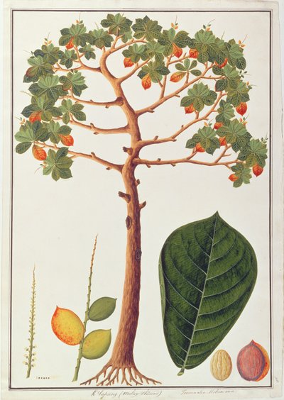 Klapang Terminalia Molucana or Malay Almond, from Drawings of Plants from Malacca, c.1805-18 by Chinese School