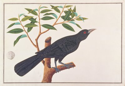Koel, from Drawings of Birds from Malacca, c.1805-18 by Chinese School
