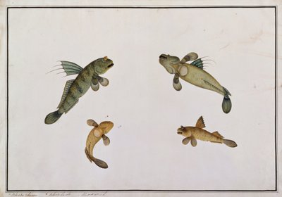 Mud Fish, Bloodo chiena, Bloodo La-ore, from Drawings of Fishes from Malacca, c.1805-18 by Chinese School