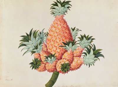 Nanas or Pineapple, from Drawings of Plants from Malacca, c.1805-18 by Chinese School