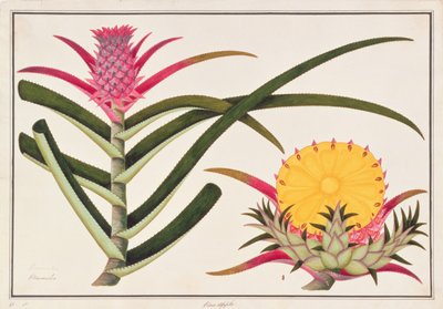 Pineapple or Bromelia, from Drawings of Plants from Malacca, c.1805-18 by Chinese School