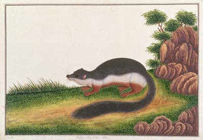 Prevosts Squirrel, from Drawings of Animals, Insects and Reptiles from Malacca by Chinese School