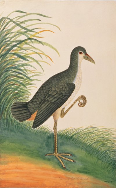 White-breasted Waterhen, from Drawings of Birds from Malacca by Chinese School
