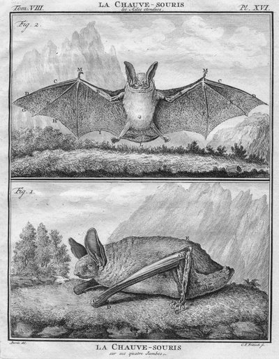 The Bat with Wings Extended & The Bat on its Four Legs, c1763 by Christian Friedrich Fritzsch