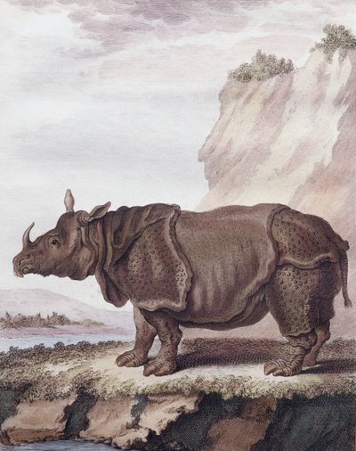 Rhinoceros by Christian Friedrich Fritzsch