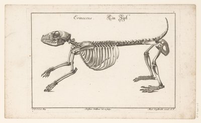 Skeleton of a Hedgehog (Different Skeletons or Bone-Bodies) by Christian Hallbaur