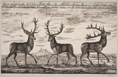 Three Red Deer, Shot in Coburg by Christian Rothgiesser