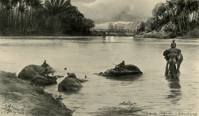 Elephants bathing in the Mahaweli river, Ceylon, 1898 by Christian Wilhelm Allers