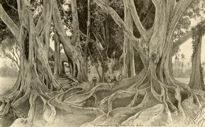 Giant trees in the botanical gardens, Peradeniya, Kandy, Ceylon, 1898 by Christian Wilhelm Allers