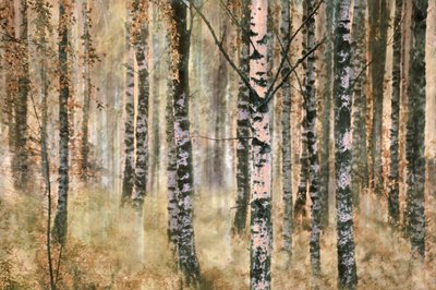 Autumn Birch Forest by Christina Sillen