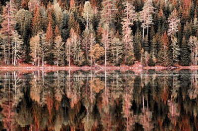 Autumn Forest Reflections by Christina Sillen
