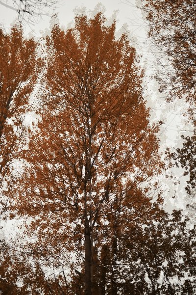 Autumn Tree Canopy by Christina Sillen
