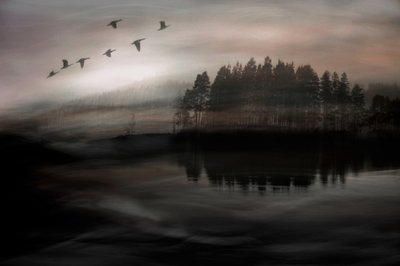 Birds Over Misty Lake by Christina Sillen