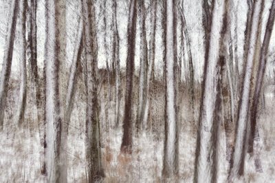 Blurred Winter Trees by Christina Sillen