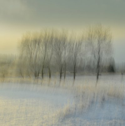 Blurred Winter Trees by Christina Sillen