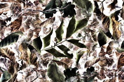 Bright Organic Leaf Texture by Christina Sillen