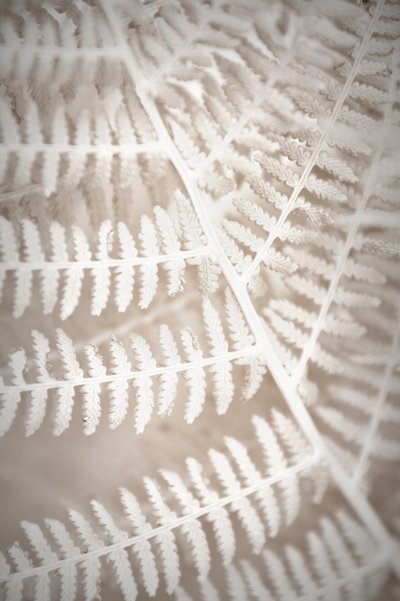 Delicate Fern Pattern by Christina Sillen