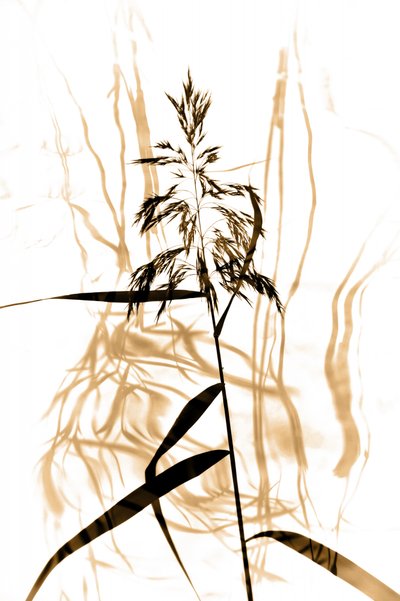 Delicate Reed Silhouette by Christina Sillen