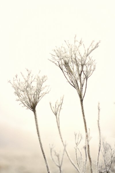 Delicate Winter Frost by Christina Sillen