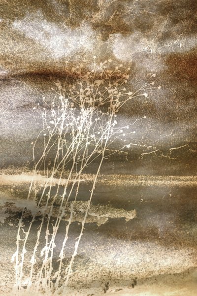 Delicate Winter Stems by Christina Sillen
