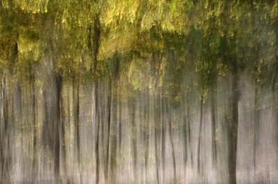 Dreamy Autumn Forest by Christina Sillen