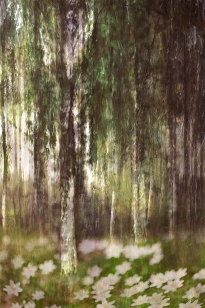 Dreamy Birch Forest by Christina Sillen