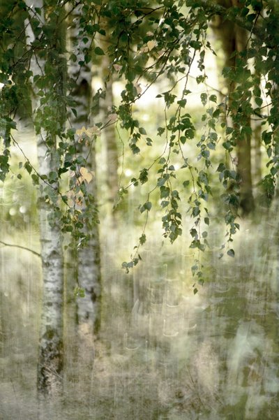 Dreamy Birch Forest by Christina Sillen