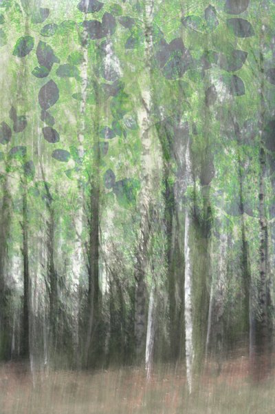Dreamy Birch Woods by Christina Sillen