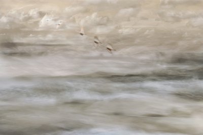 Dreamy Birds Over Water by Christina Sillen