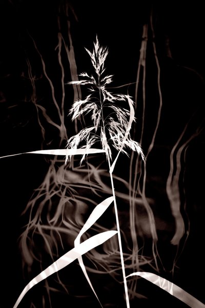 Elegant Sepia Reed by Christina Sillen