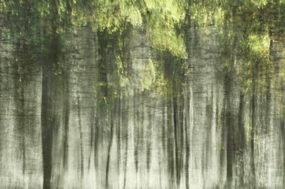 Ethereal Forest Light by Christina Sillen