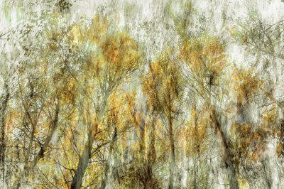 Ethereal Golden Trees by Christina Sillen