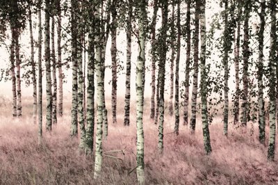 Ethereal Pink Birches by Christina Sillen
