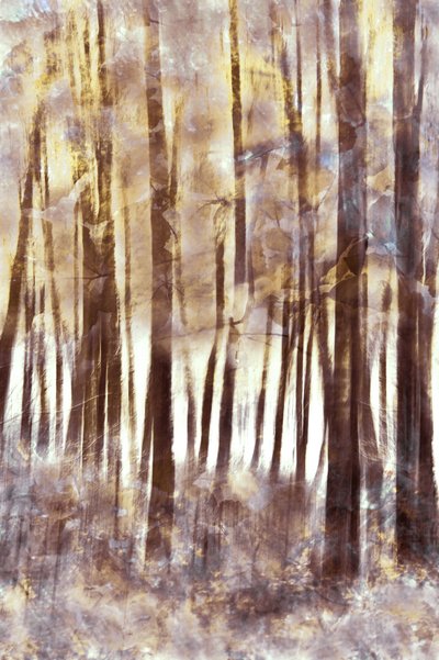 Ethereal Winter Forest by Christina Sillen