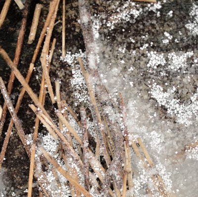 Frosted Pine Needles by Christina Sillen