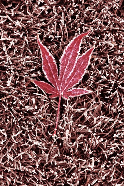 Frosted Red Maple Leaf by Christina Sillen