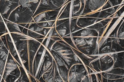 Frosted Winter Grass by Christina Sillen