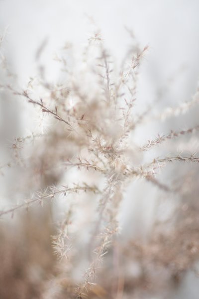 Gentle Dried Botanicals by Christina Sillen